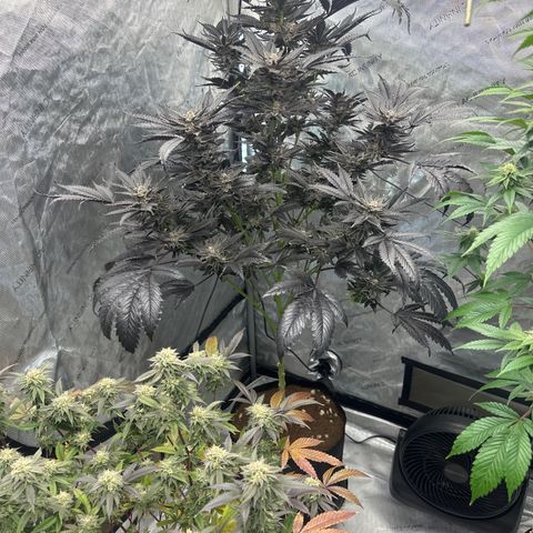LG growlog timeline photo