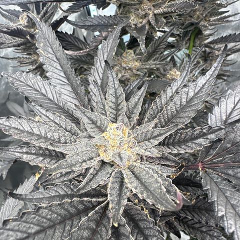 LG growlog timeline photo