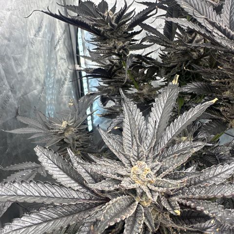 LG growlog timeline photo