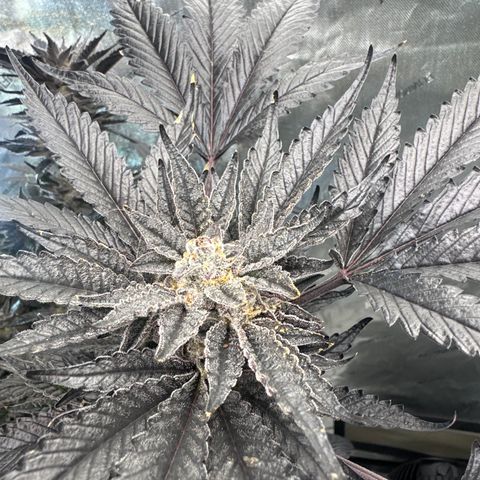 LG growlog timeline photo