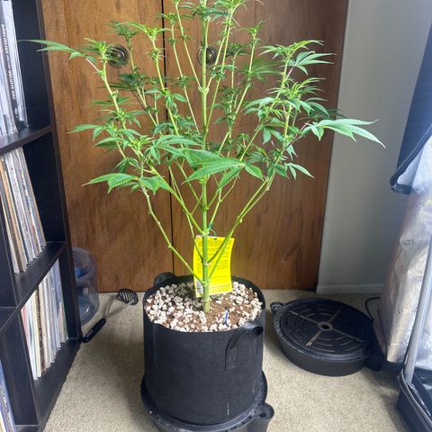 LSB growlog timeline photo