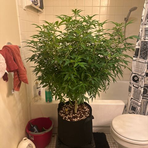 RMB3 growlog timeline photo