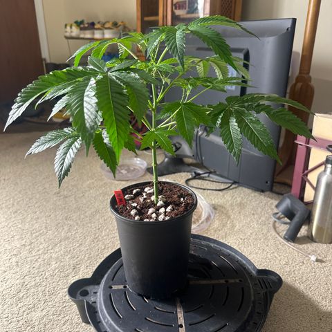 MM growlog timeline photo