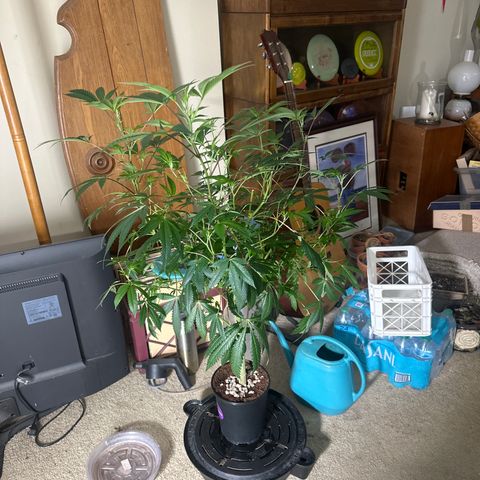 L13 growlog timeline photo