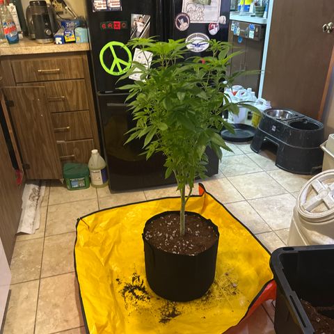 LW4 growlog timeline photo