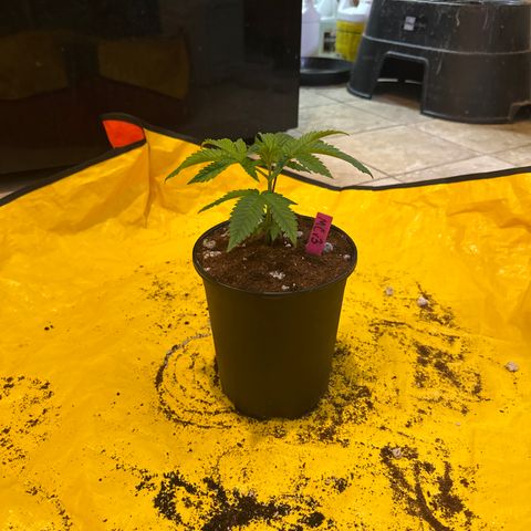 MC growlog timeline photo