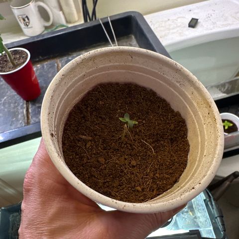 DAE growlog timeline photo