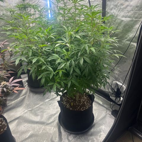 RMB3 growlog timeline photo