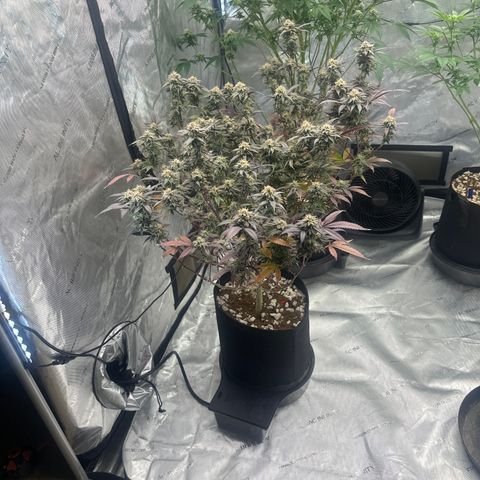 JD5 growlog timeline photo