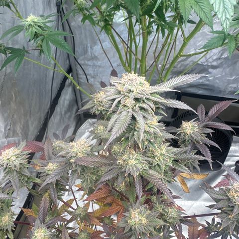 JD5 growlog timeline photo