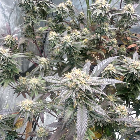 JD5 growlog timeline photo