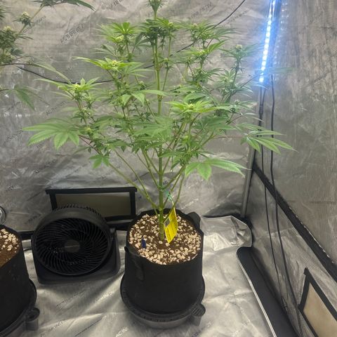 LSB growlog timeline photo