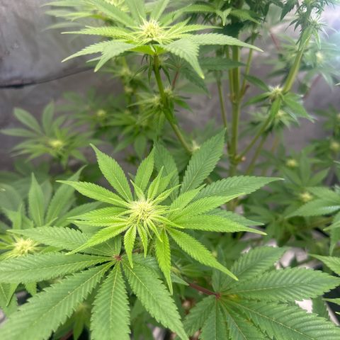 LSB growlog timeline photo