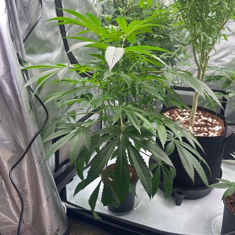 UM growlog timeline photo