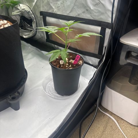 MC growlog timeline photo