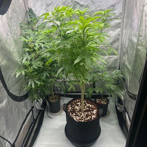 LW4 growlog timeline photo