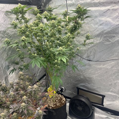 ICC growlog timeline photo