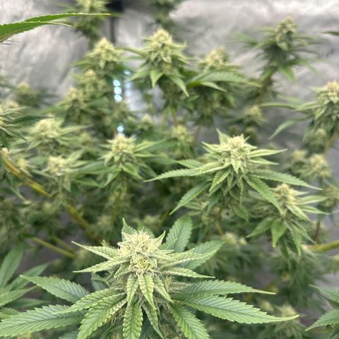 ICC growlog timeline photo