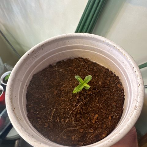 DAE growlog timeline photo