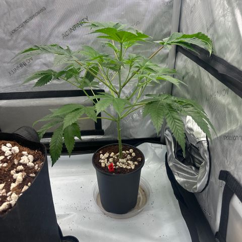 MM growlog timeline photo