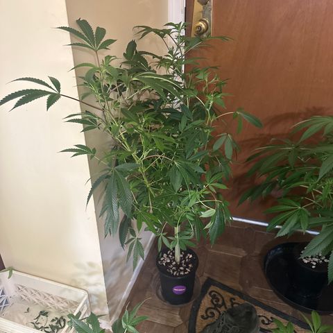 L13 growlog timeline photo