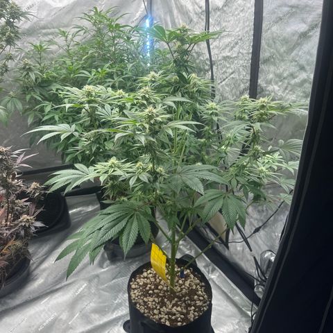 LSB growlog timeline photo