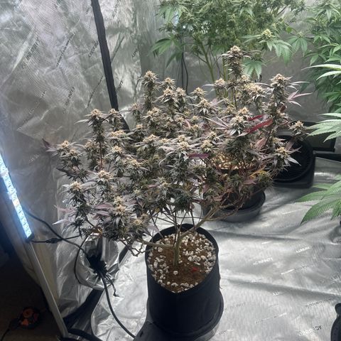 JD5 growlog timeline photo