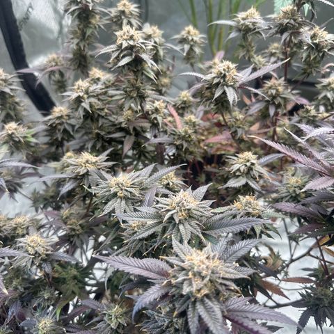 JD5 growlog timeline photo