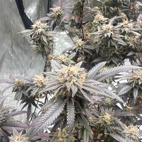 JD5 growlog timeline photo