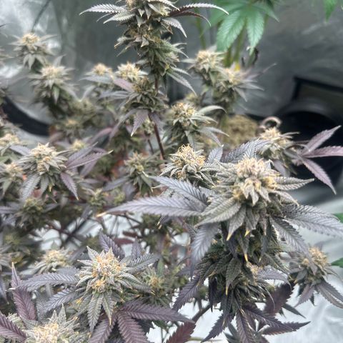 JD5 growlog timeline photo