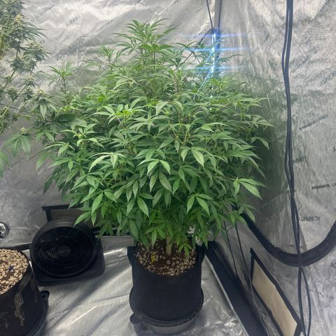 RMB3 growlog timeline photo