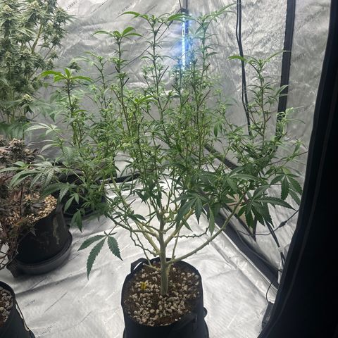 RMB3 growlog timeline photo