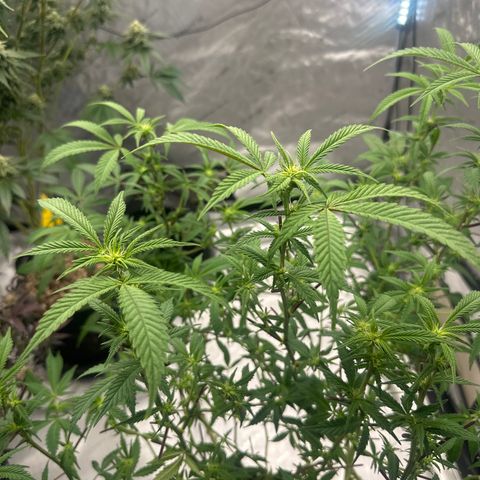 RMB3 growlog timeline photo