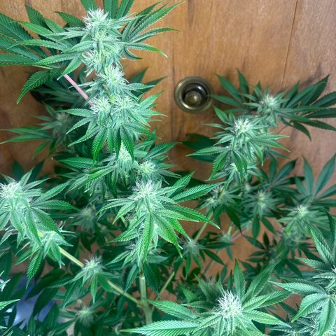 LSB growlog timeline photo