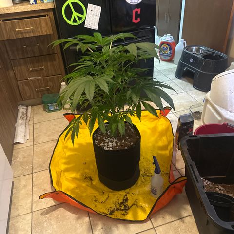 UM growlog timeline photo