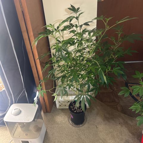 L13 growlog timeline photo
