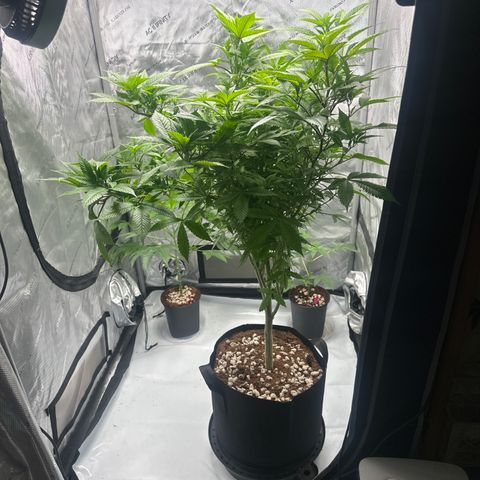 LW4 growlog timeline photo