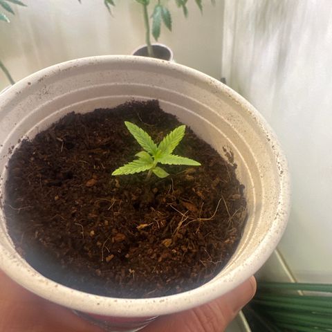 DAE growlog timeline photo