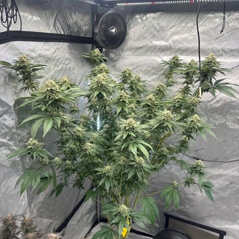 ICC growlog timeline photo