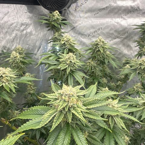 ICC growlog timeline photo