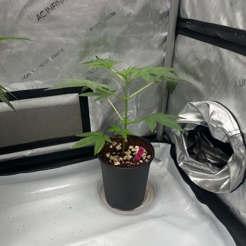 MC growlog timeline photo