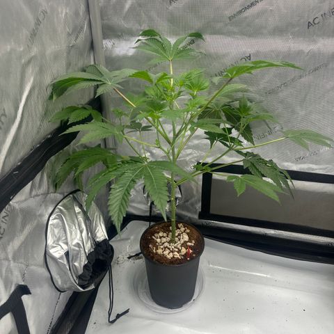 MM growlog timeline photo