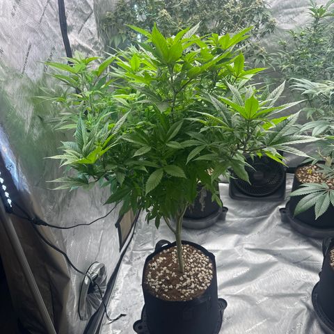 LW4 growlog timeline photo