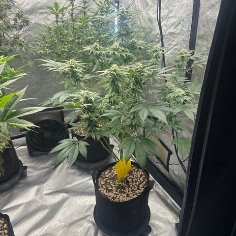 LSB growlog timeline photo