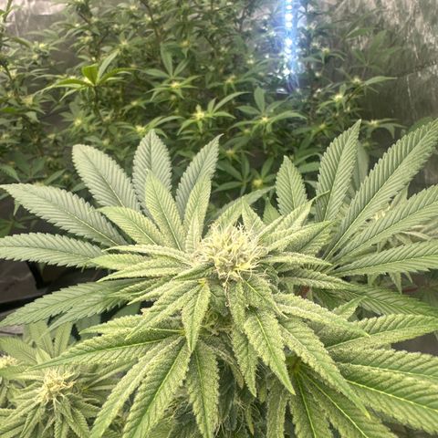LSB growlog timeline photo
