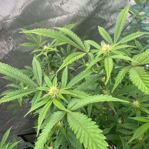 RMB3 growlog timeline photo