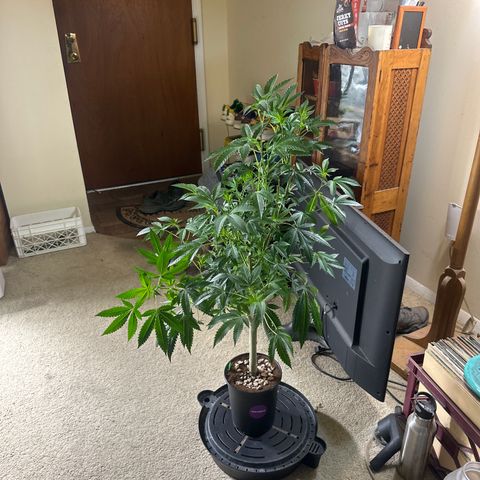 L13 growlog timeline photo