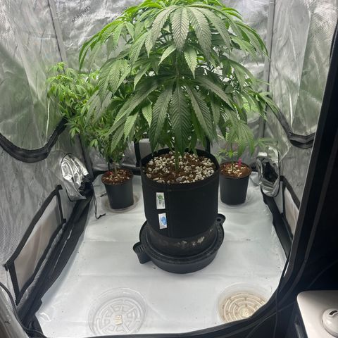 UM growlog timeline photo