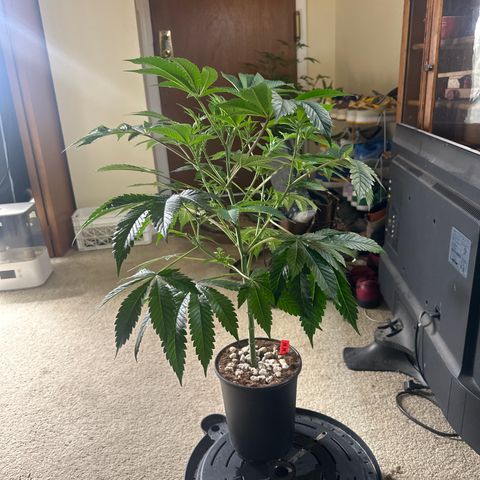 MM growlog timeline photo
