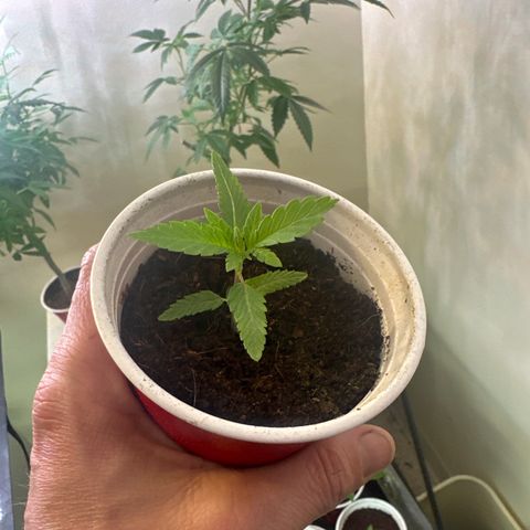 DAE growlog timeline photo